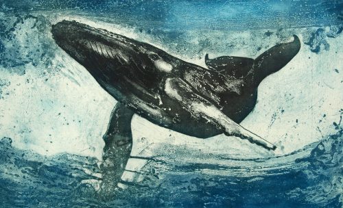 Marion McPhee. Humpback Whale (etching)