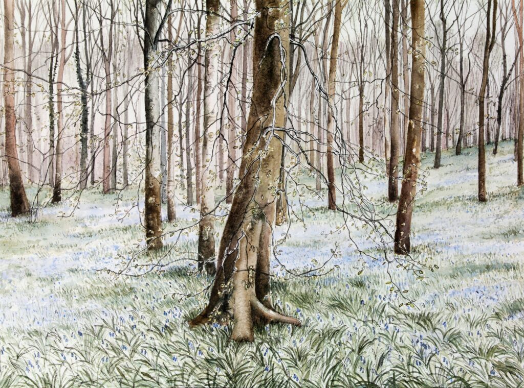 Pamela Grace. Woods in Spring (watercolour, pen, ink)