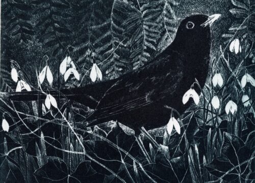 Pamela Grace. February Blackbird (print)