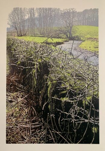 Joshua Miles. Winter hedgerow (linocut)