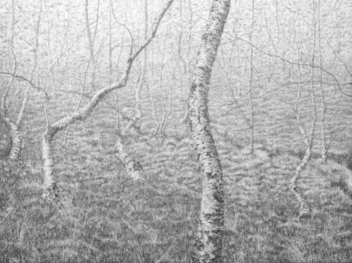 Blake Milteer. Badachro River Wood (graphite on panel) 56 x 71 cm
