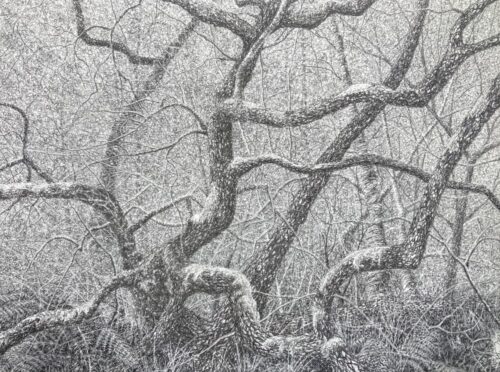 Blake Milteer. Flowerdale (graphite on panel) 33 x 40.5 cm