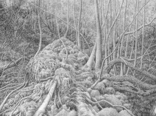 Blake Milteer. Roslin Glen (graphite on panel) 56 x 71 cm