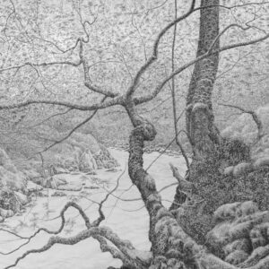 Blake Milteer. Badachro Oaks (graphite on panel) 56 x 71 cm